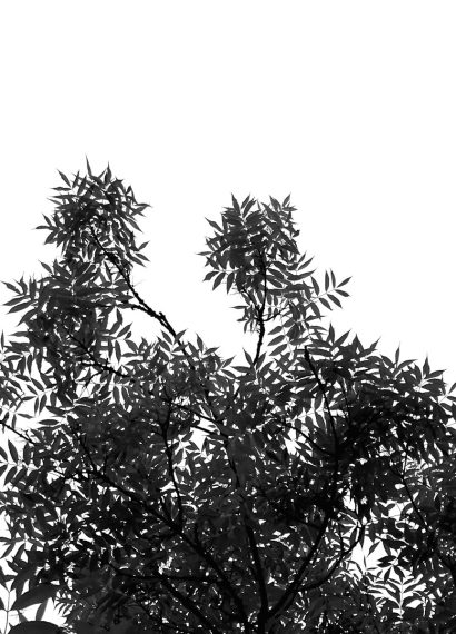 a black and white photo of some trees