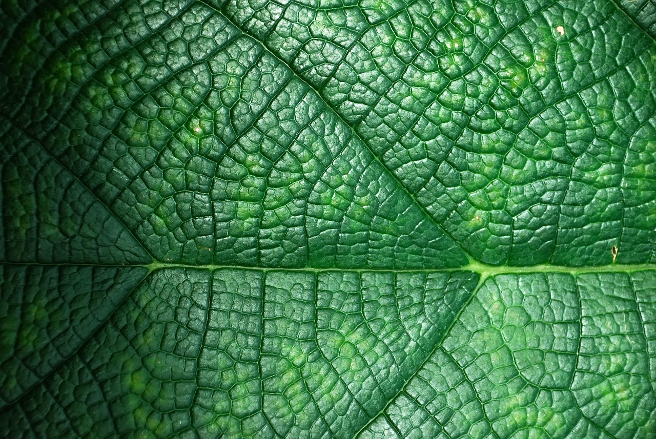 entdecken sie umweltfreundliche reinigungsmittel, die effektiv schmutz entfernen und gleichzeitig die natur schonen. unsere nachhaltigen produkte bieten eine saubere lösung für ihr zuhause.