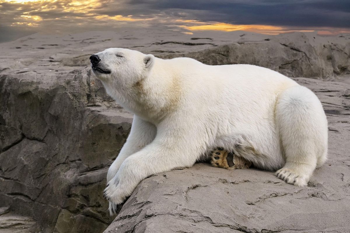 Was sind die wichtigsten Fakten über Bären in der Natur?